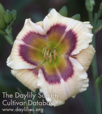 Daylily Jason Mark